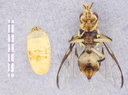 Bactrocera dorsalis